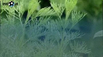 فوائد تناول الشيح اليوم لعلاج المغص المعوي بفعالية وأمان